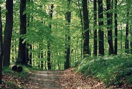 peisaje-paduri-splendide3